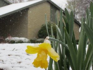 daffodil-in-snow