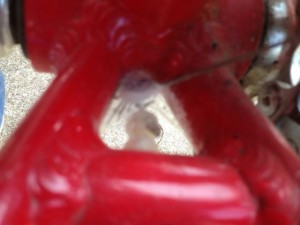 Latrodectus mactans cozily nested in my bicycle fork.