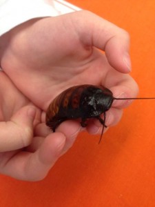 2-hissing-roach-closeup