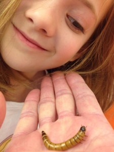 3-mealworm